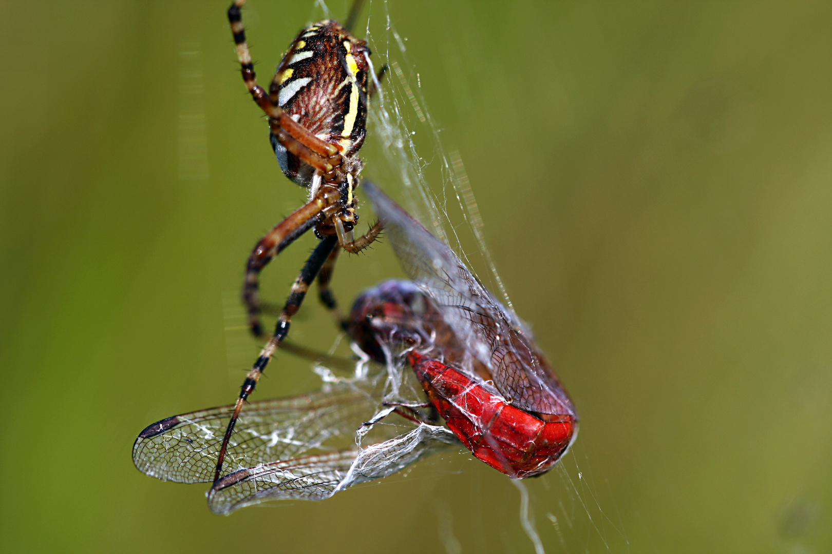 Wespenspinne (Argiope bruennichi) mit Beute