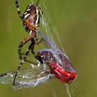 Wespenspinne (Argiope bruennichi) mit Beute