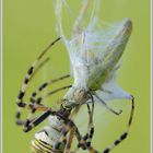 Wespenspinne (Argiope bruennichi) mit Beute