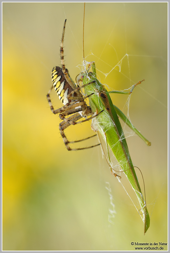 Wespenspinne (Argiope bruennichi) mit Beute