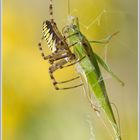 Wespenspinne (Argiope bruennichi) mit Beute