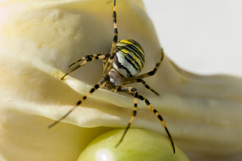 Wespenspinne ( Argiope bruennichi ) Nr. 2