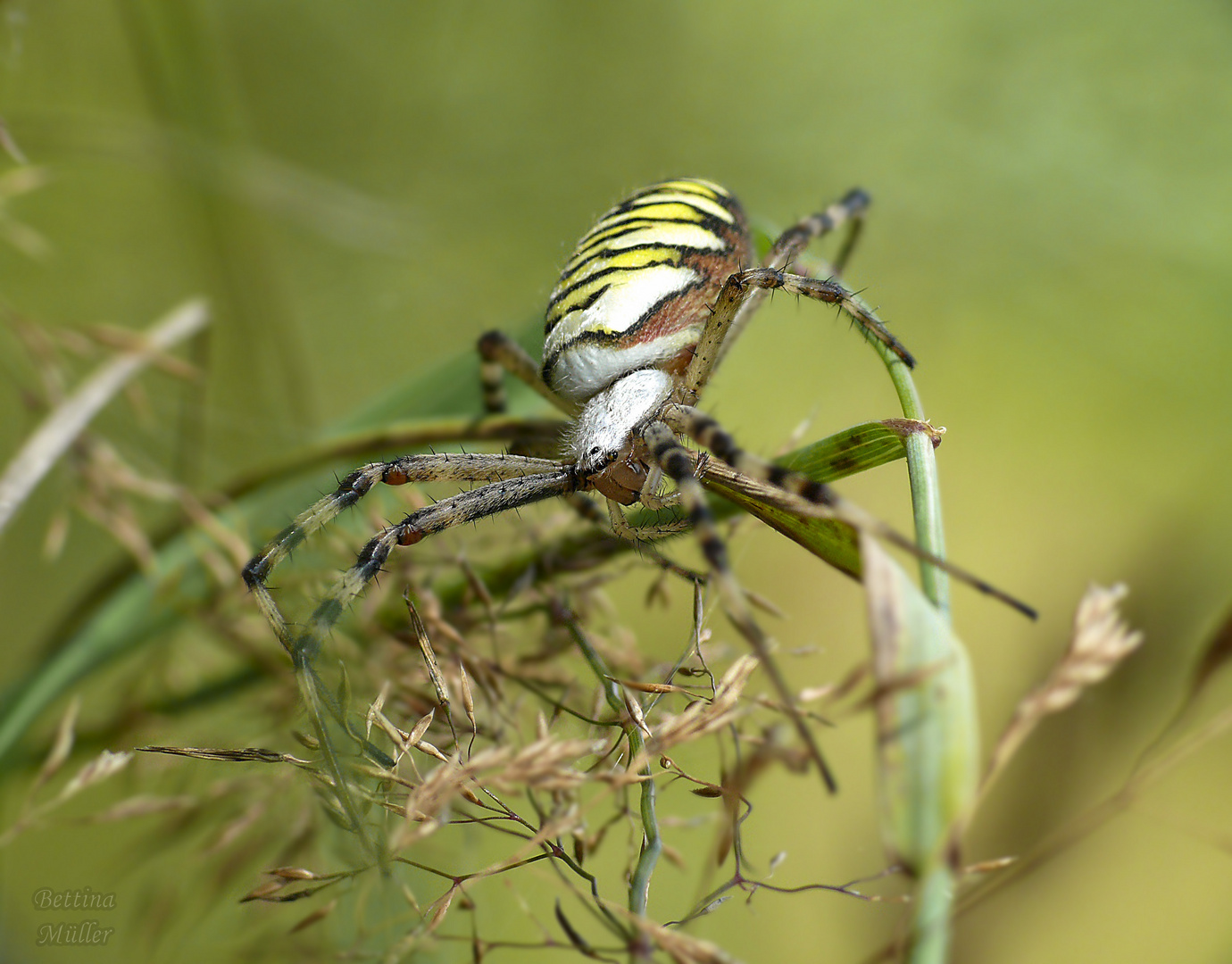 Wespenspinne (Argiope bruennichi) - Weibchen