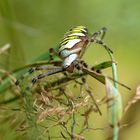 Wespenspinne (Argiope bruennichi) - Weibchen