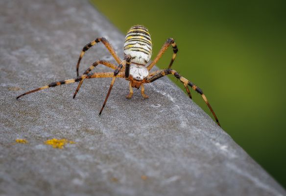 Wespenspinne (Argiope bruennichi) Weibchen