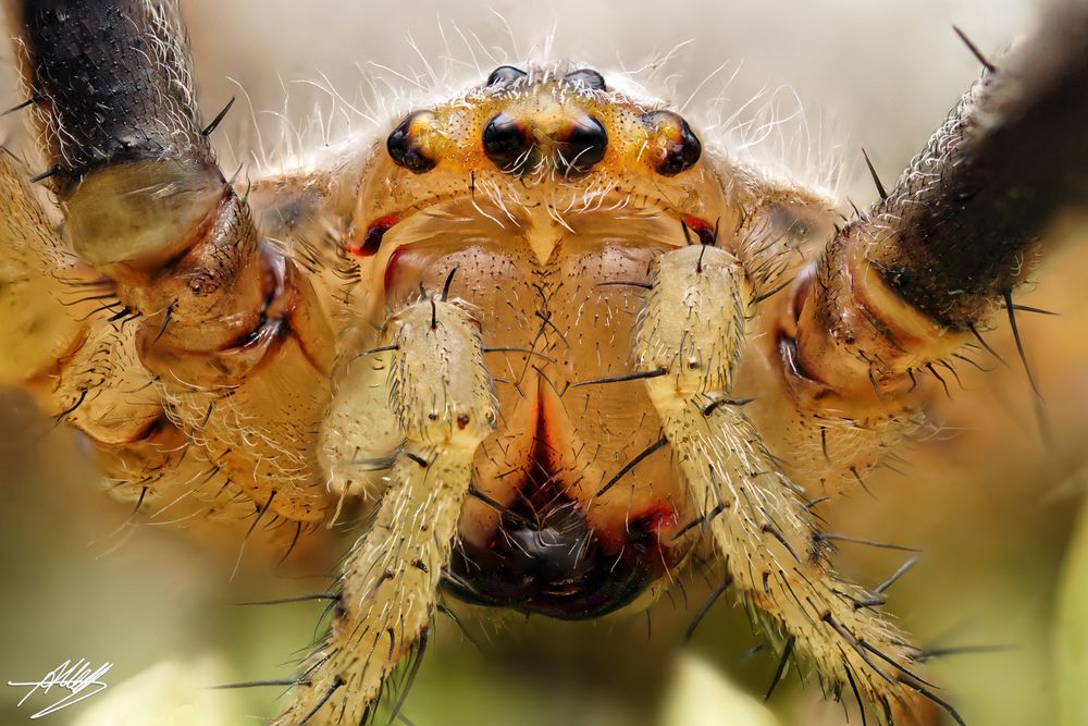 Wespenspinne (Argiope bruennichi) - Weibchen