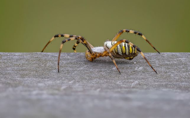 Wespenspinne (Argiope bruennichi) Weibchen