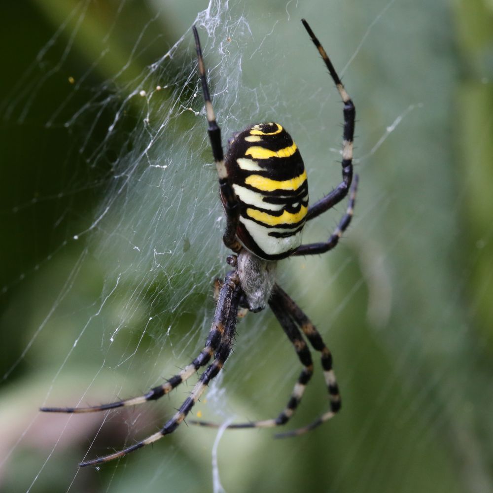 Wespenspinne (Argiope bruennichi), Weibchen (I)