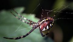 Wespenspinne (Argiope bruennichi), Weibchen (III)