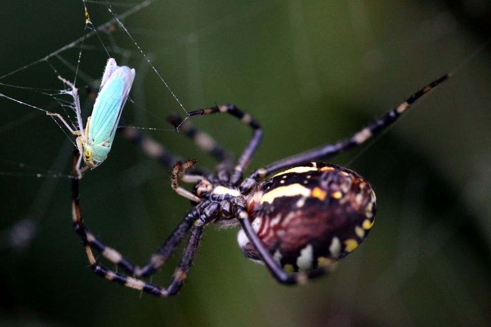 Wespenspinne (Argiope bruennichi), Weibchen, macht Beute (IV)