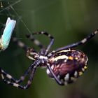 Wespenspinne (Argiope bruennichi), Weibchen, macht Beute (IV)