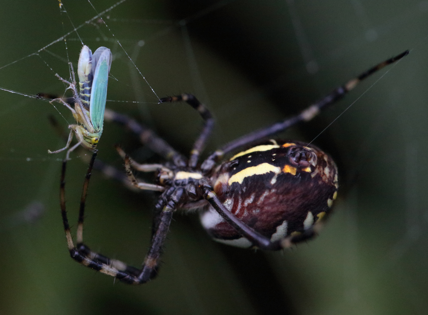 Wespenspinne (Argiope bruennichi), Weibchen, macht Beute (IVa)