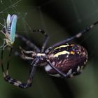 Wespenspinne (Argiope bruennichi), Weibchen, macht Beute (IVa)