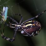 Wespenspinne (Argiope bruennichi), Weibchen, macht Beute (IVa)