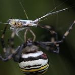 Wespenspinne (Argiope bruennichi), Weibchen, macht Beute (V)