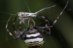 Wespenspinne (Argiope bruennichi), Weibchen, macht Beute (V)