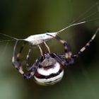 Wespenspinne (Argiope bruennichi), Weibchen, macht Beute (VI)