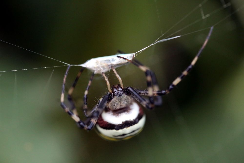 Wespenspinne (Argiope bruennichi), Weibchen, macht Beute (VI)