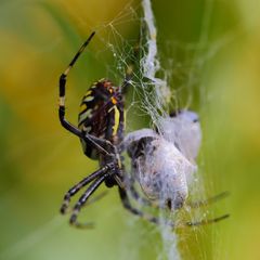 Wespenspinne (Argiope bruennichi), Weibchen, mit Beute (VI)