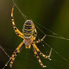 Wespenspinne - Argiope bruennichl