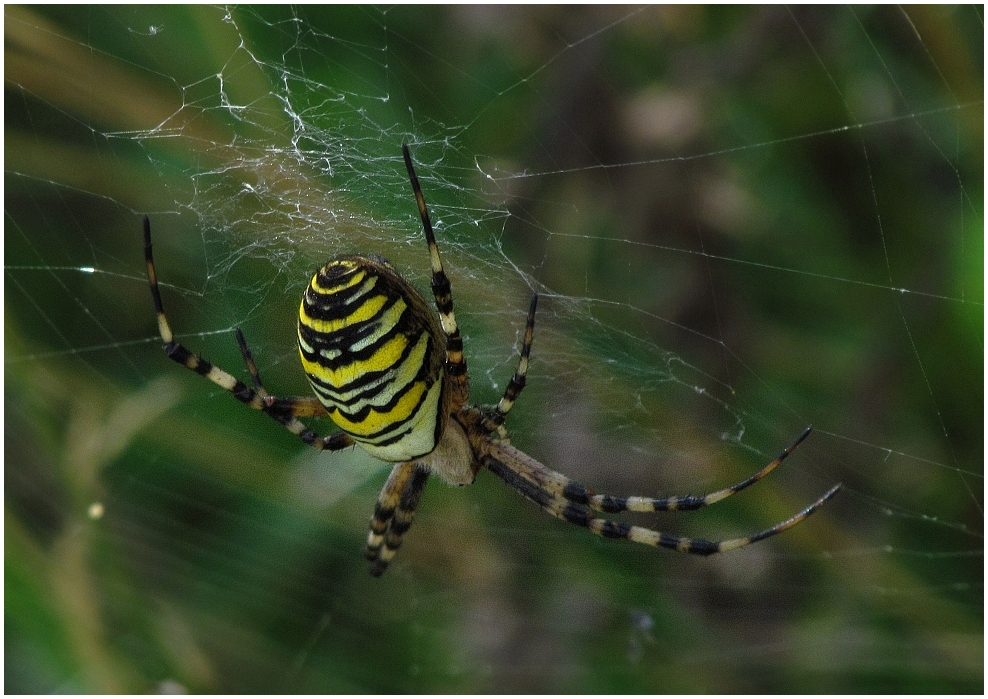 Wespenspinne (Argiope bruennici)