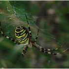 Wespenspinne (Argiope bruennici)