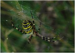 Wespenspinne (Argiope bruennici)