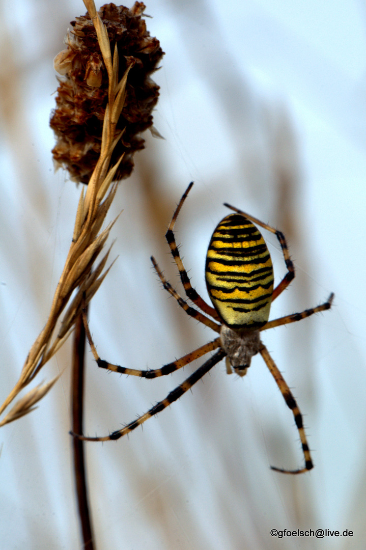 Wespenspinne (auch Zebraspinne)