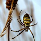 Wespenspinne (auch Zebraspinne)