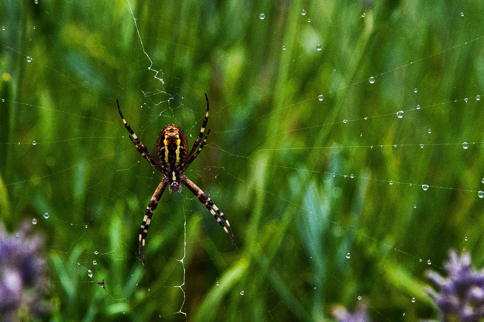 Wespenspinne auf der Lauer