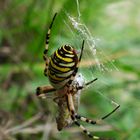 Wespenspinne beim Mahl