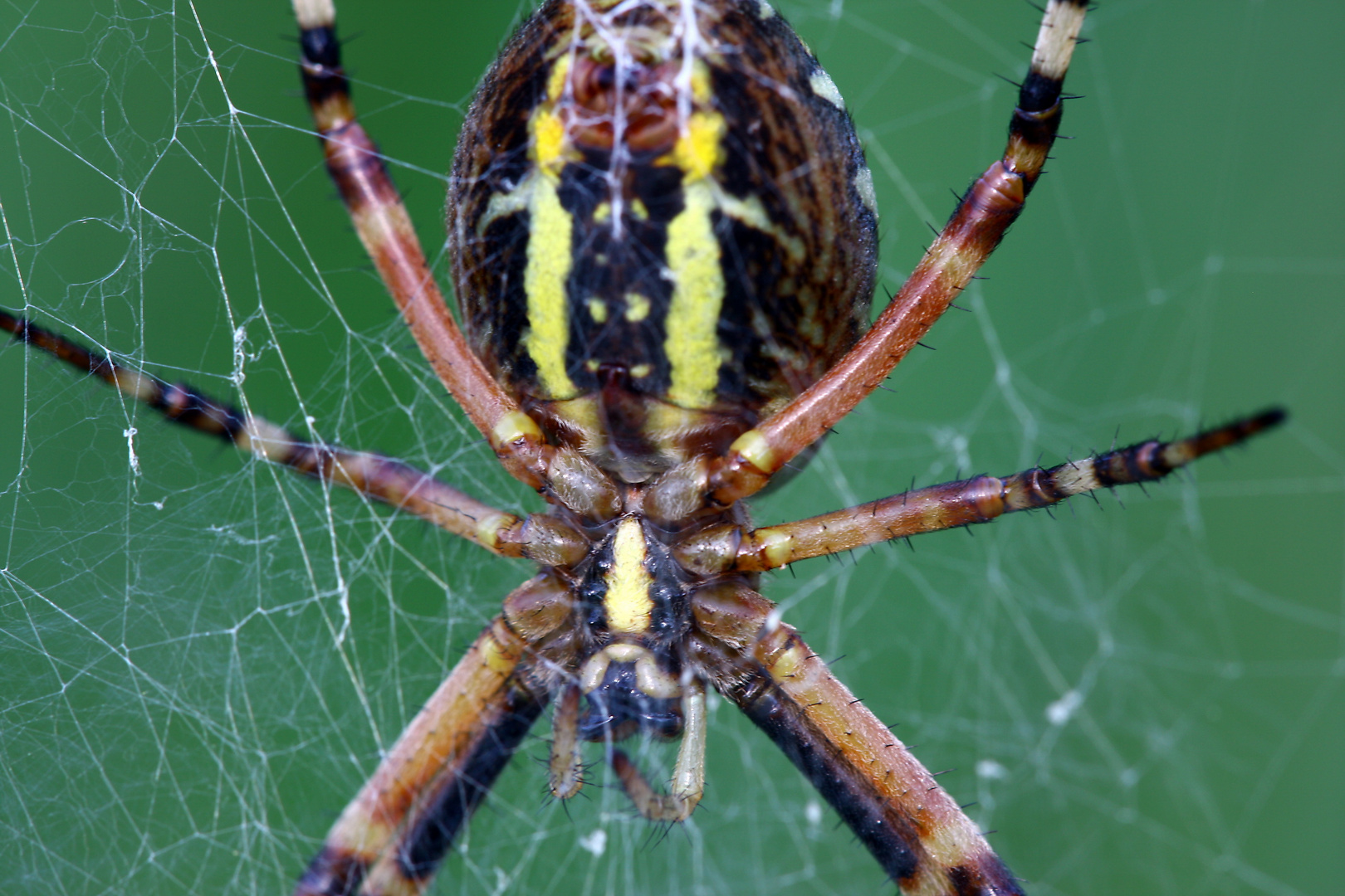 Wespenspinne  durch`s Netz gesehen (Argiope bruennichi)