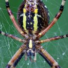 Wespenspinne  durch`s Netz gesehen (Argiope bruennichi)