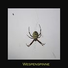 Wespenspinne