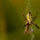 Wespenspinne frisst Heuschrecke - Argiope bruennichi