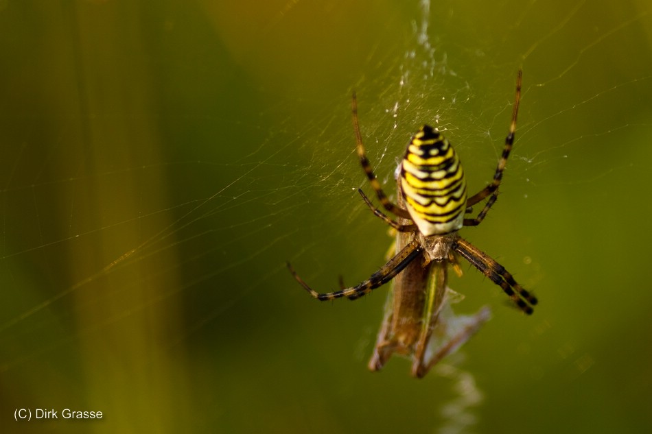 Wespenspinne frisst Heuschrecke - Argiope bruennichi