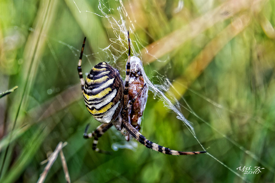 Wespenspinne - Große Spinne, dicke Beute.