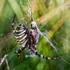 Wespenspinne - Große Spinne, dicke Beute.