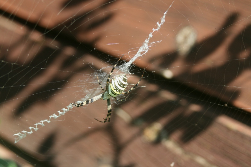 Wespenspinne im Garten