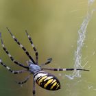 Wespenspinne im Garten