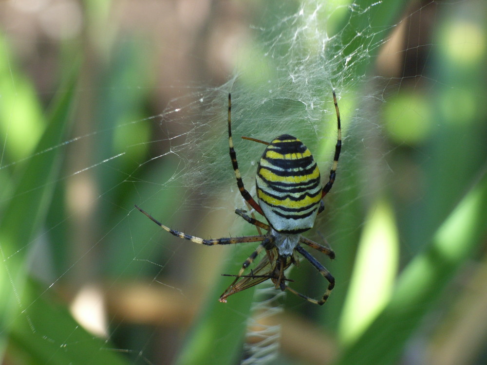 Wespenspinne im Garten