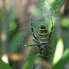 Wespenspinne im Garten