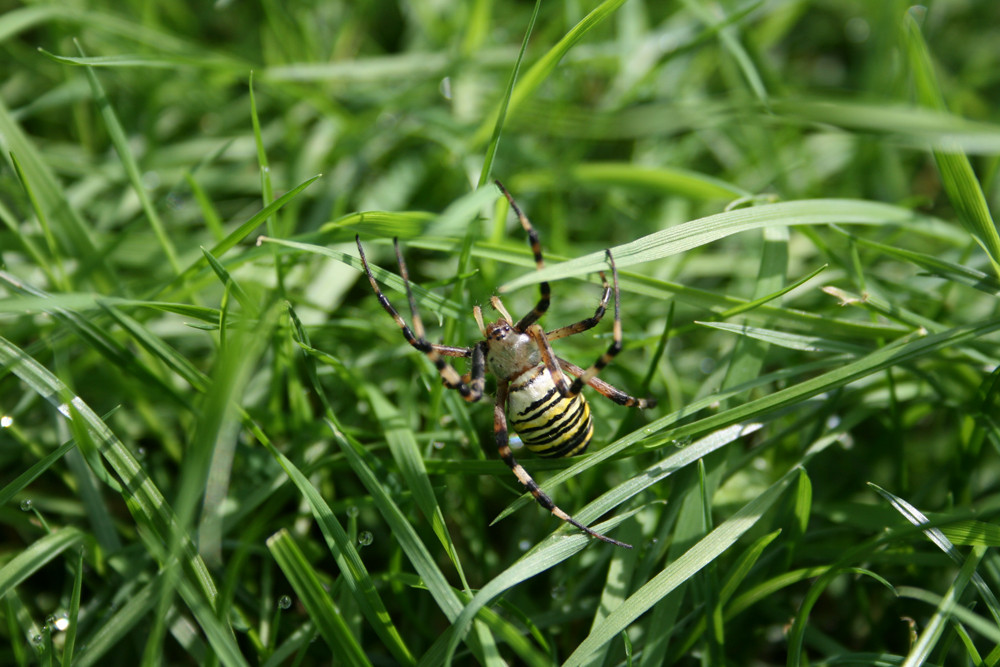 Wespenspinne im Gras