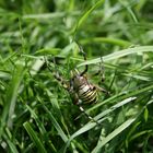 Wespenspinne im Gras