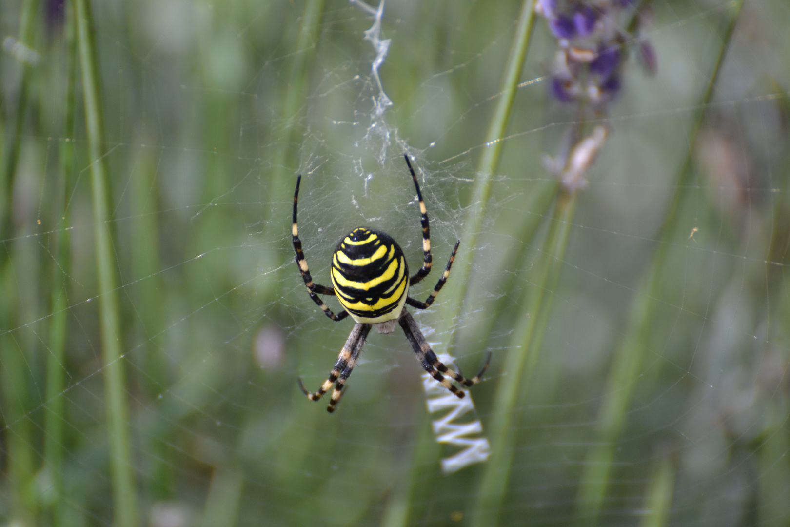 Wespenspinne im Lavendel