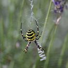 Wespenspinne im Lavendel