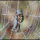 Wespenspinne im Morgentau 1