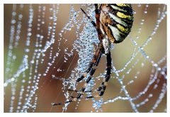 Wespenspinne im Morgentau