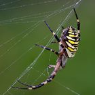 Wespenspinne im Morgentau