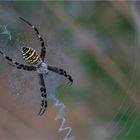 Wespenspinne im Morgentau